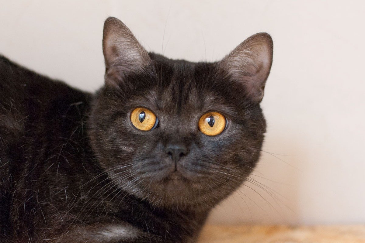 Етти - фенотипичная британская или шотландская кошка шоколадного окраса c глубокими янтарными глазами