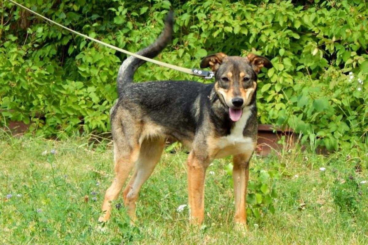 Польда или просто Поля - настоящая леди