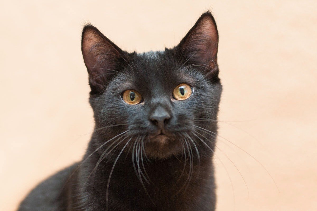 Ей, детка, я покорю твое сердце!