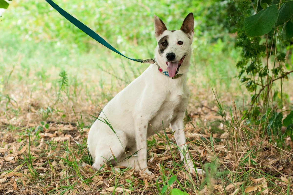 Настоящий красавец-атлет Локис