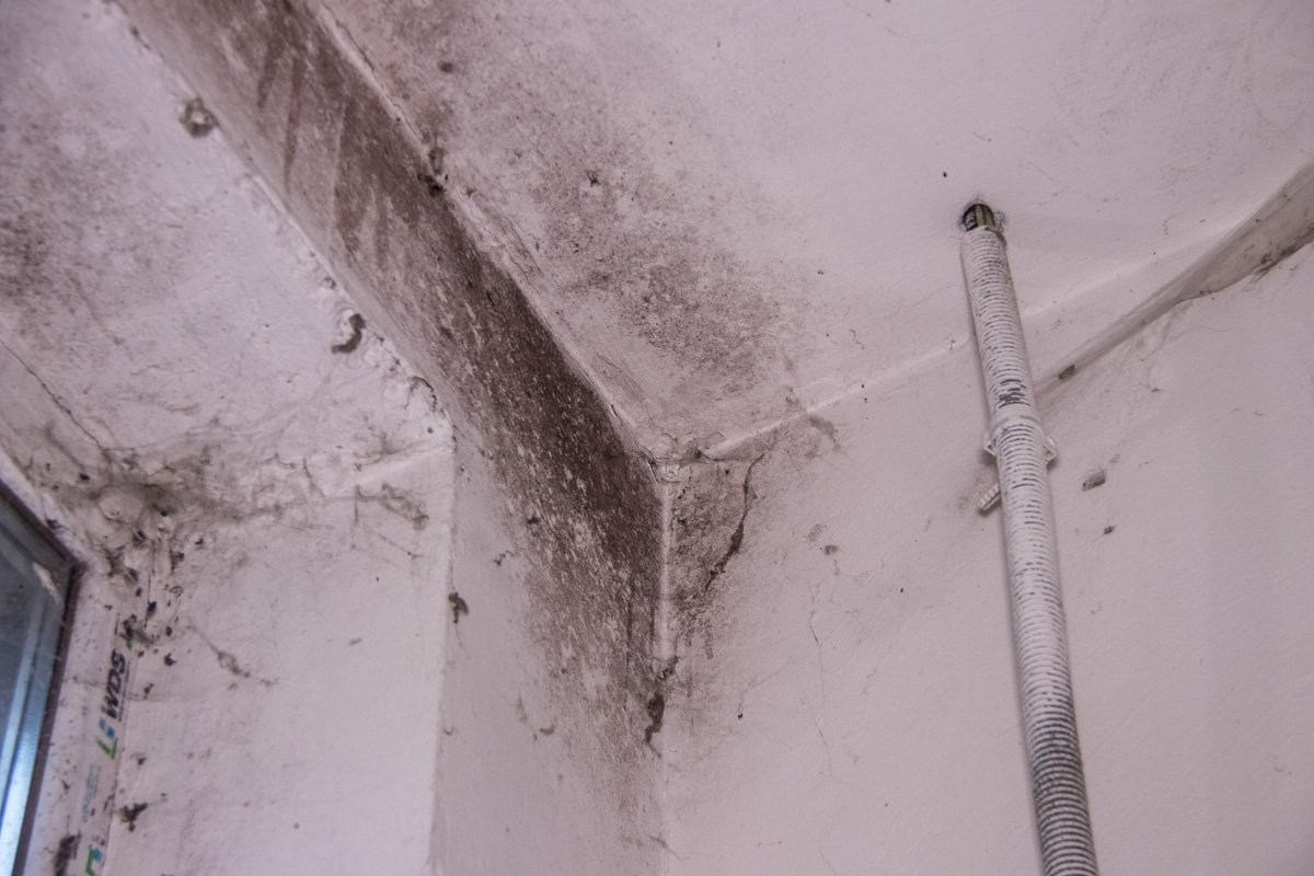 На верхнем этаже - рассадник плесени