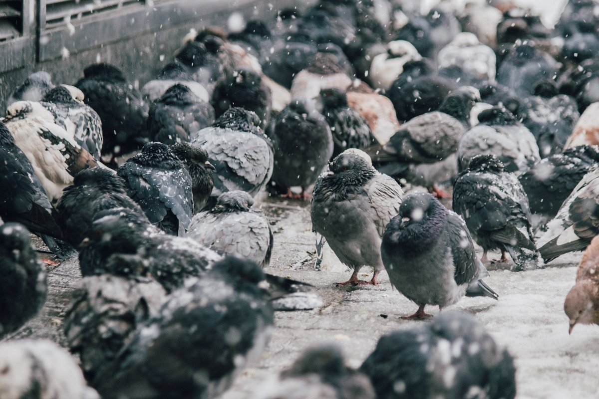 Птичек жалко...