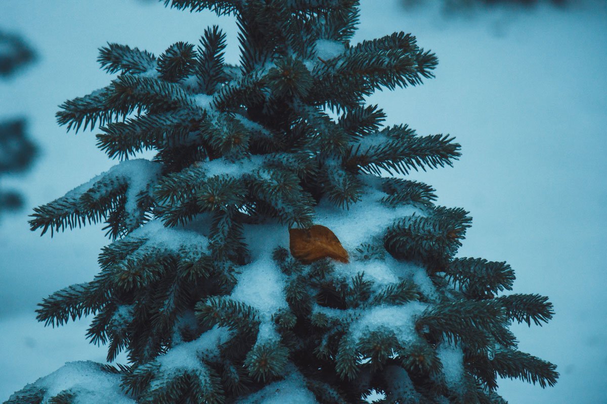 А ведь и Новый год не за горами... А ведь и Новый год не за горами...