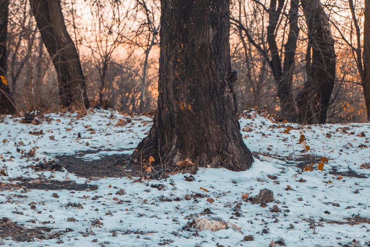 Только белое "покрывало" украшено остатками осени
