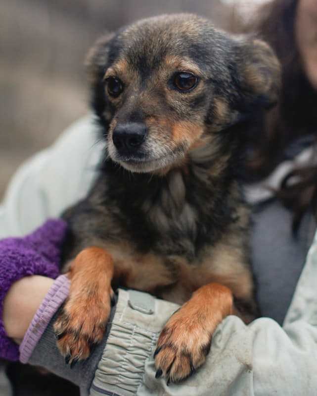 Кнопа заглядывает в глаза прохожим и ищет себе семью Кнопа заглядывает в глаза прохожим и ищет себе семью