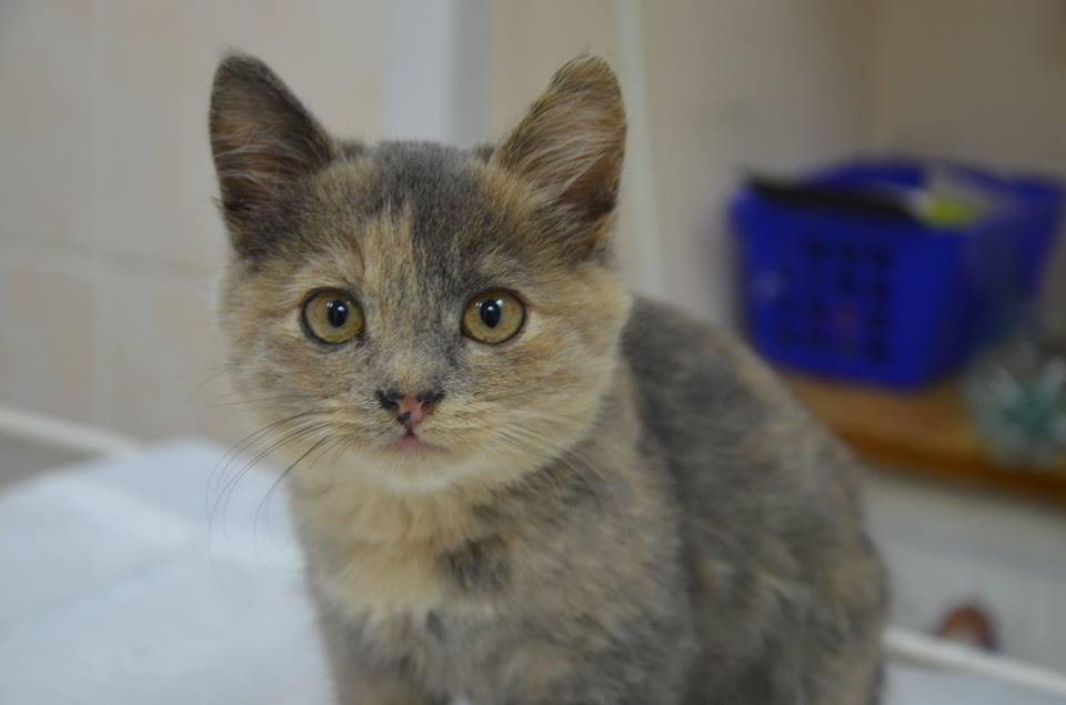 Малышка достойна большой любви и опеки Малышка достойна большой любви и опеки