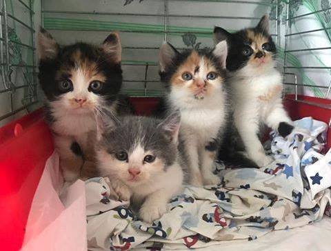 Четыре крошки - выбирай любого! Четыре крошки - выбирай любого!