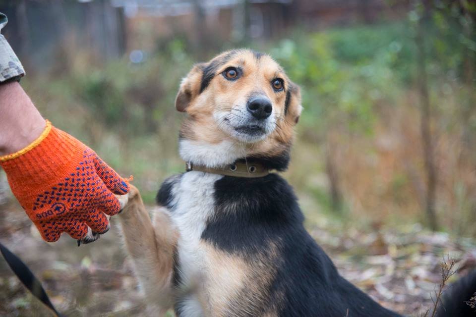 Дай лапу, верный друг! Дай лапу, верный друг!