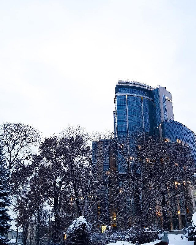 Забор из зимних деревьев. Фото: @5juliewhite5 Забор из зимних деревьев. Фото: @5juliewhite5