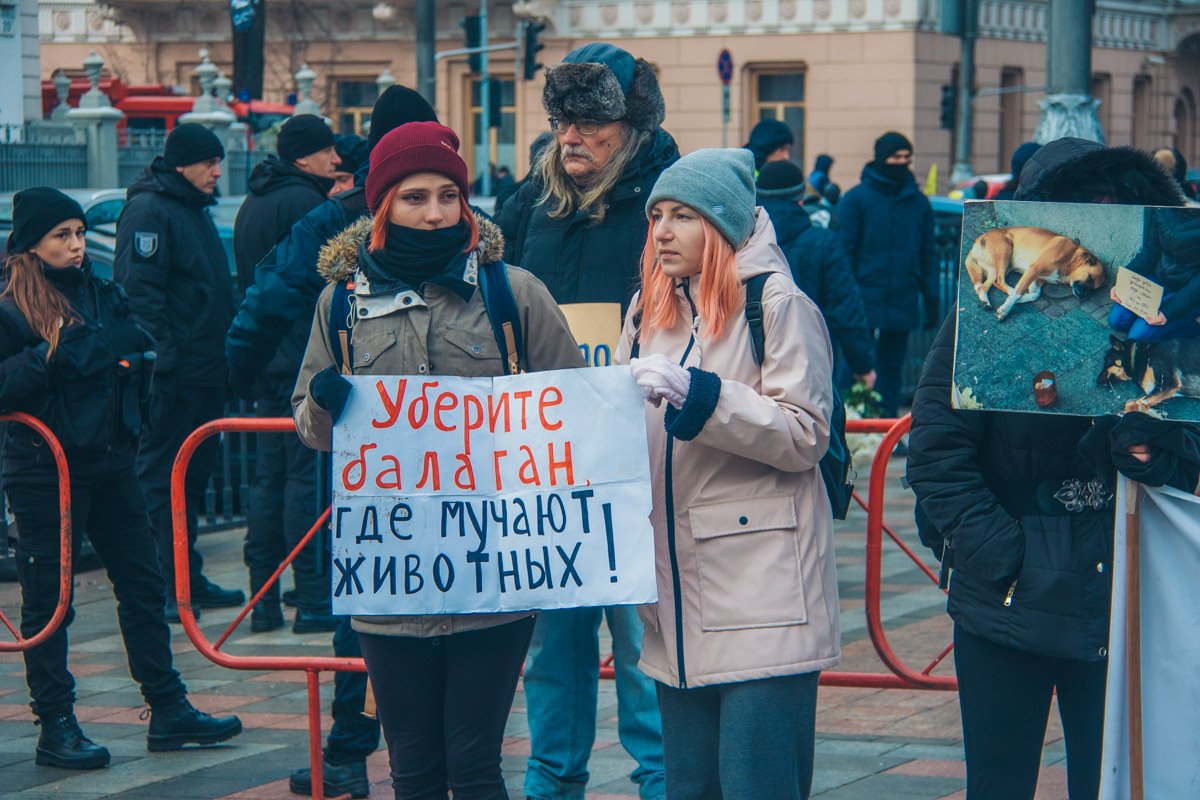 Митингующие требовали внести в статью запрет эвтаназии бездомных собак и котов Митингующие требовали внести в статью запрет эвтаназии бездомных собак и котов