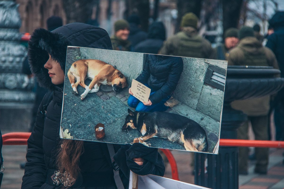 Участники митинга вышли под стены Верховной Рады с лозунгами в защиту бездомных животных Участники митинга вышли под стены Верховной Рады с лозунгами в защиту бездомных животных