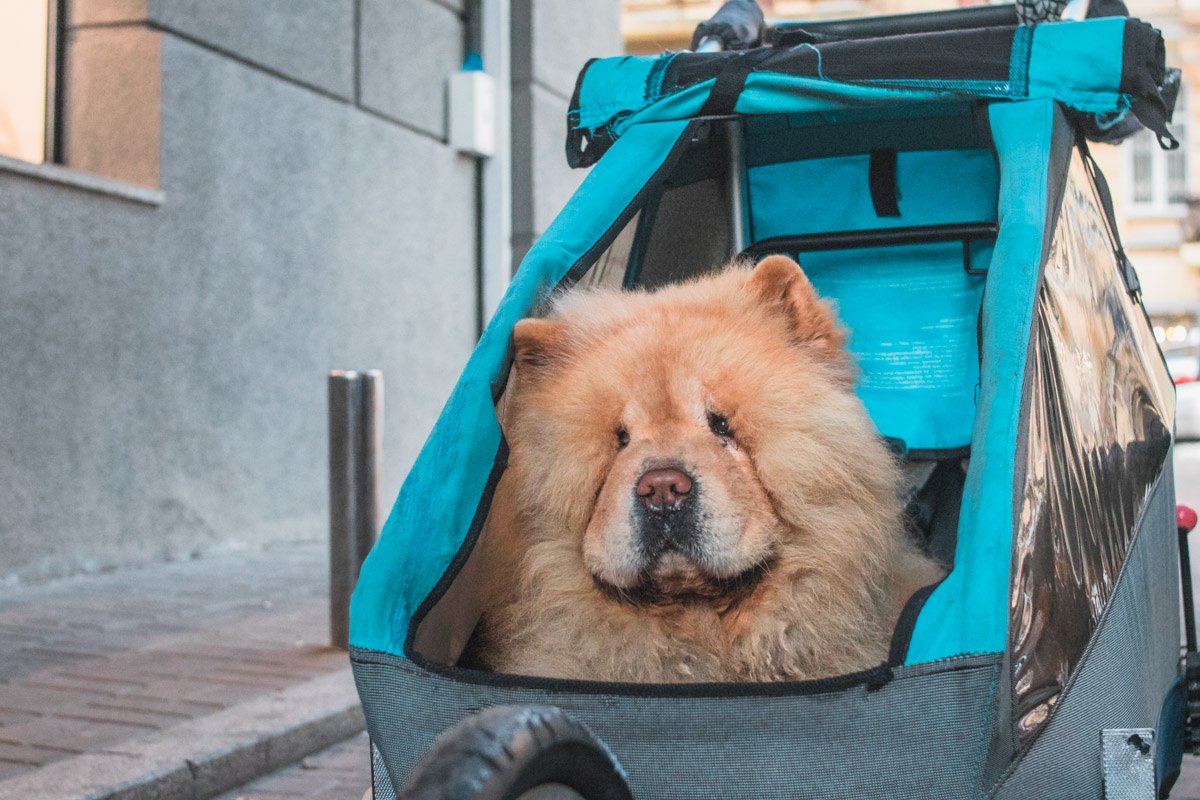 На открытие статуэтки пришли даже самые необычные гости