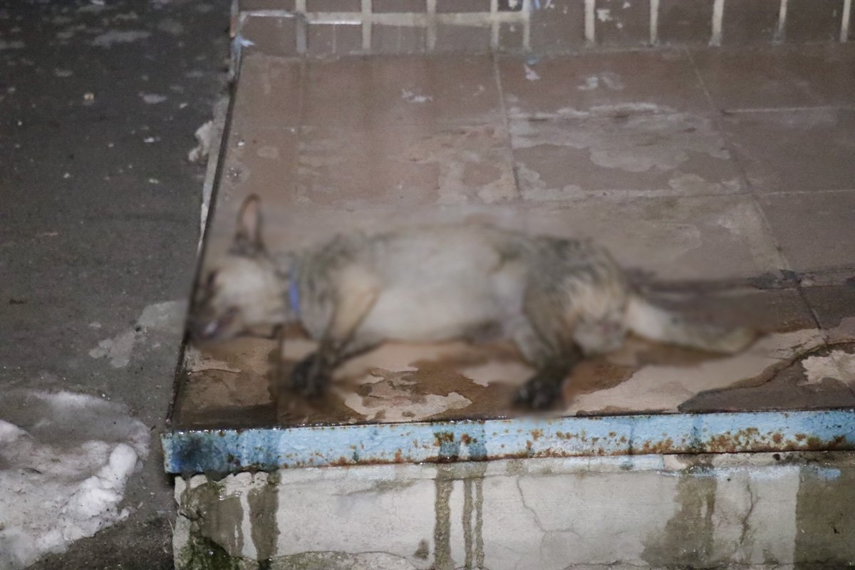 В пожаре задохнулась собака