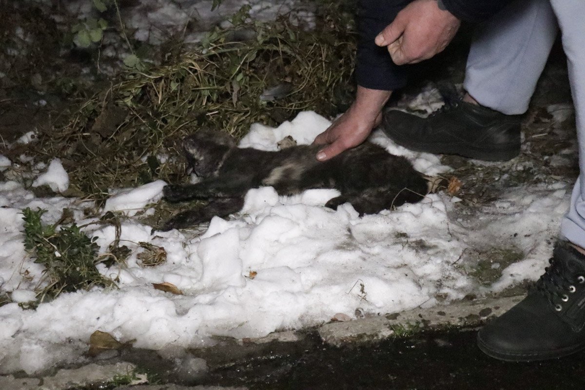 Пожарные достали из огня кота, которому удалось выжить