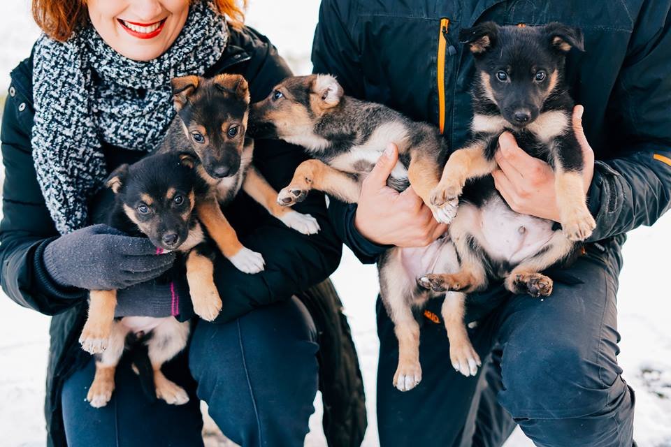Комочки счастья уже ждут того, кому смогут подарить любовь