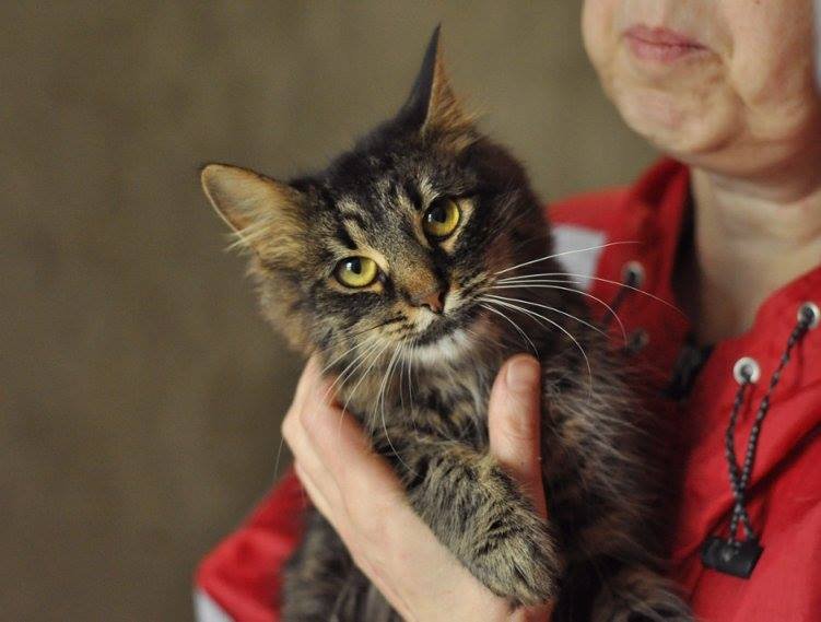 Шуня знает, что такое терять любимого человека. Поэтому она будет, как никто другой, привязана к своему новому хозяину