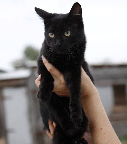 А пока - наоборот, только черному коту и не везет