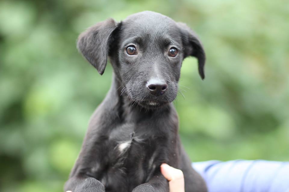 Пирожок Тарантино окутает вас радостью и заменит даже самого крутого Деда Мороза под Новый год