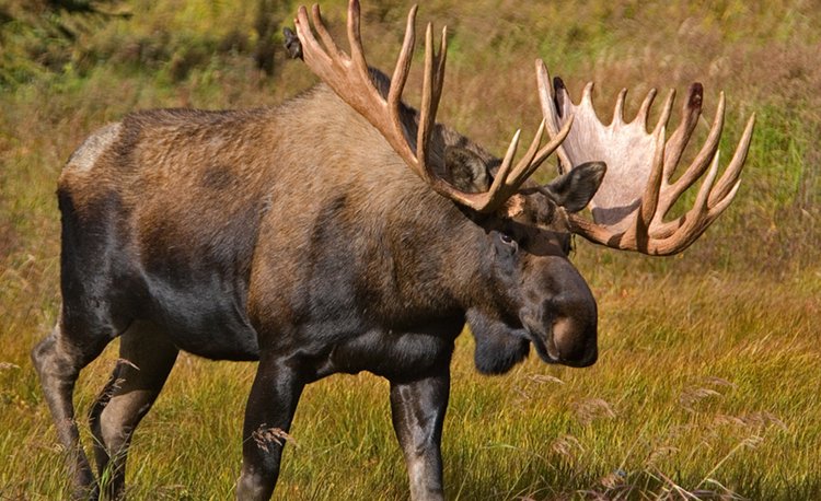 Окружной административный суд Киева исключил лося европейского из Красной книги Украины и разрешил охоту на него Окружной административный суд Киева исключил лося европейского из Красной книги Украины и разрешил охоту на него