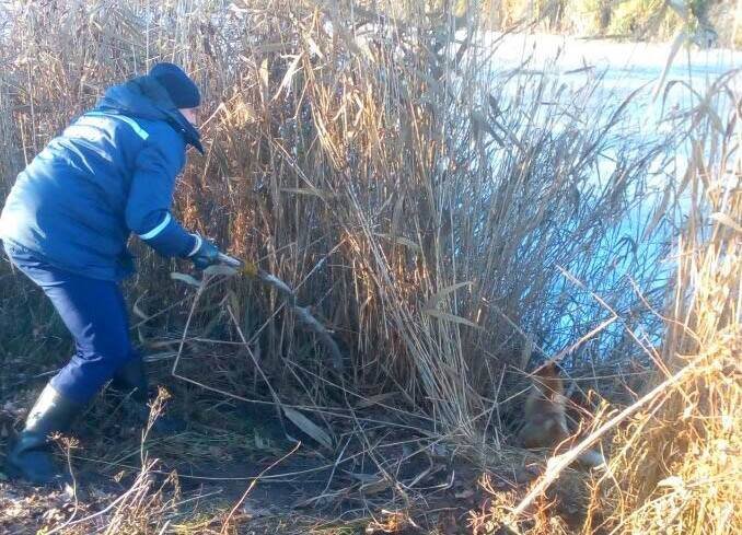 Под Киевом маленький лесенок попал в капкан Под Киевом маленький лесенок попал в капкан
