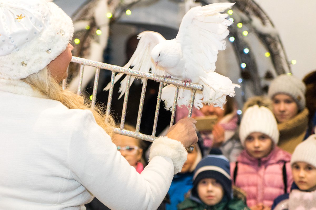 Цирк с голубями