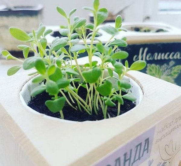 Тельцам подходят подарки, которые связанны с земледелием