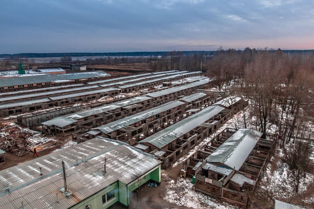 В данный момент свой дом в приюте нашли 2 600 животных: коты, собаки, кролики и даже лисенок