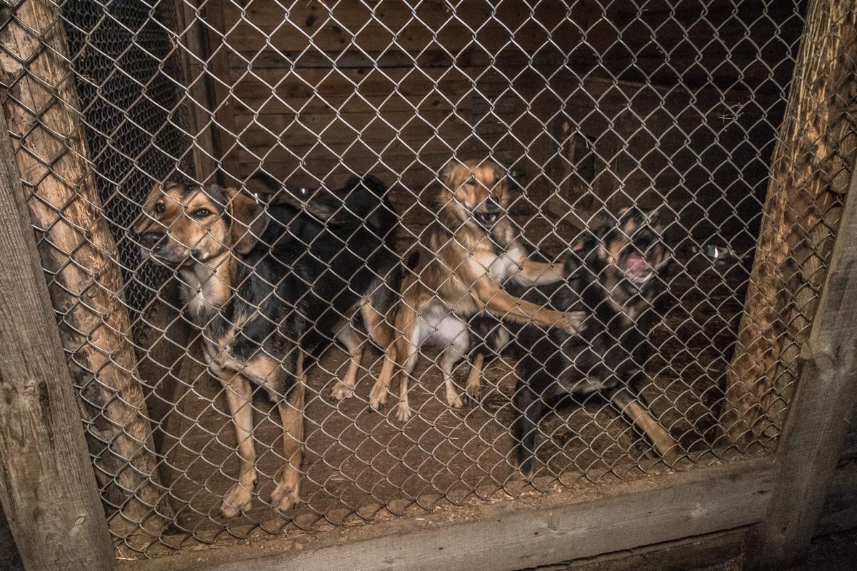 Сейчас в приемнике живет около 2 300 собак