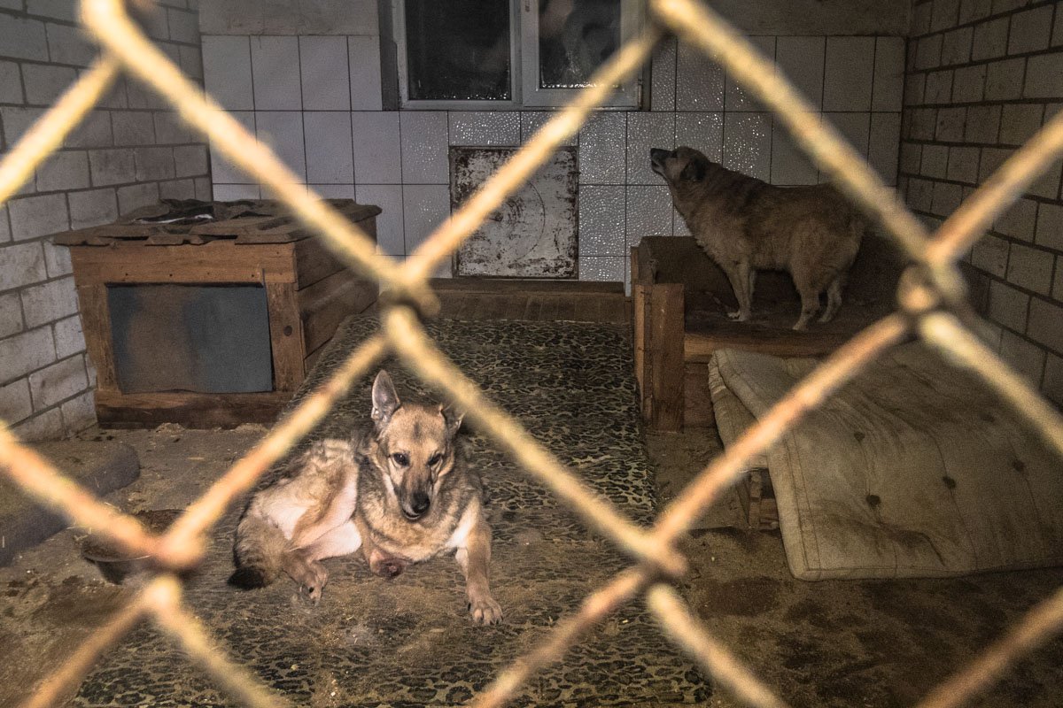 Среди животных приюта много инвалидов и просто очень старых