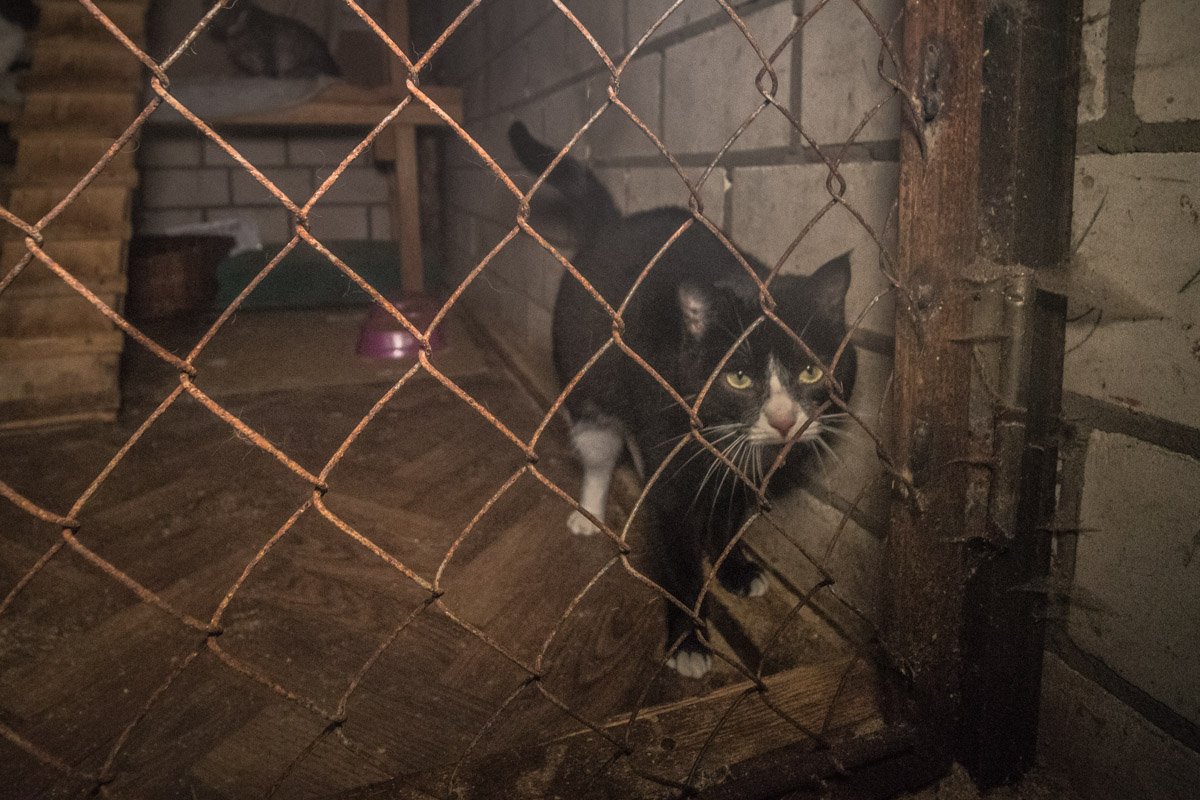 Вы только посмотрите в эти глаза