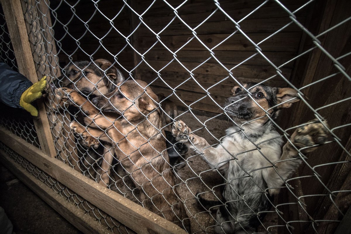 Животным очень нужна человеческая любовь и тепло