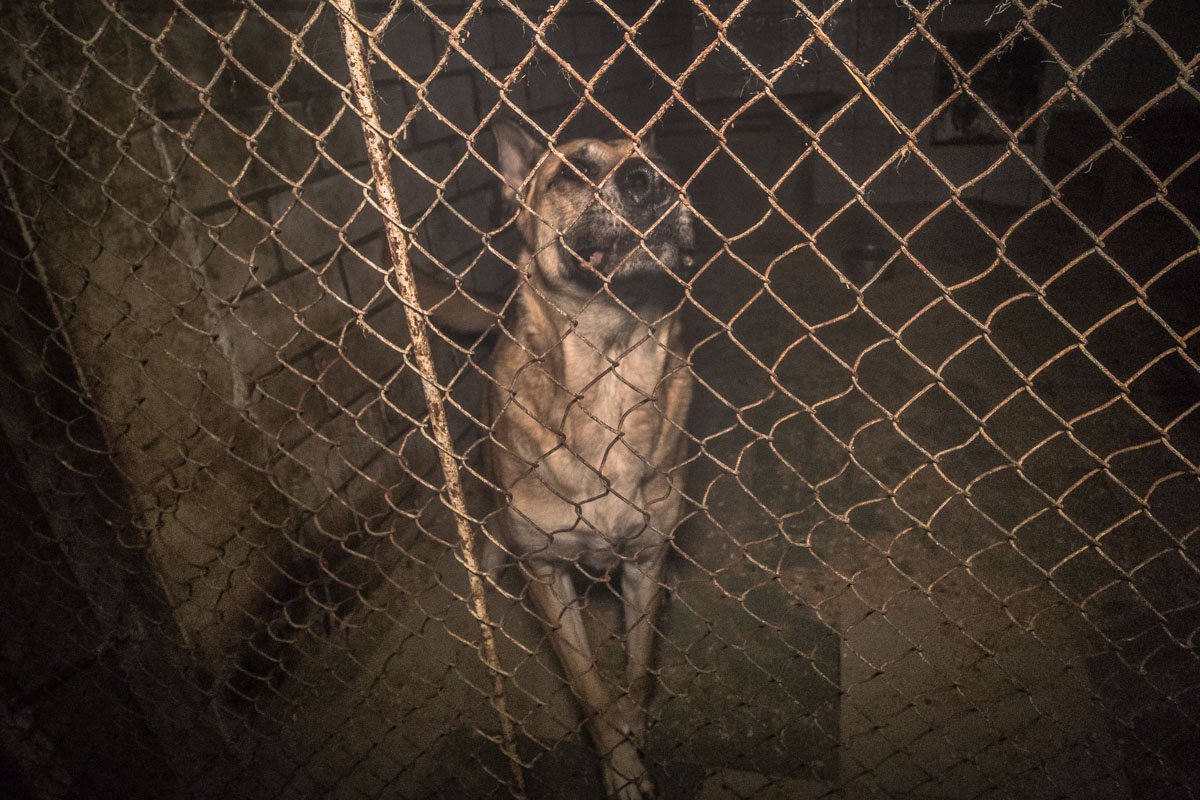 Животные соскучились по вниманию