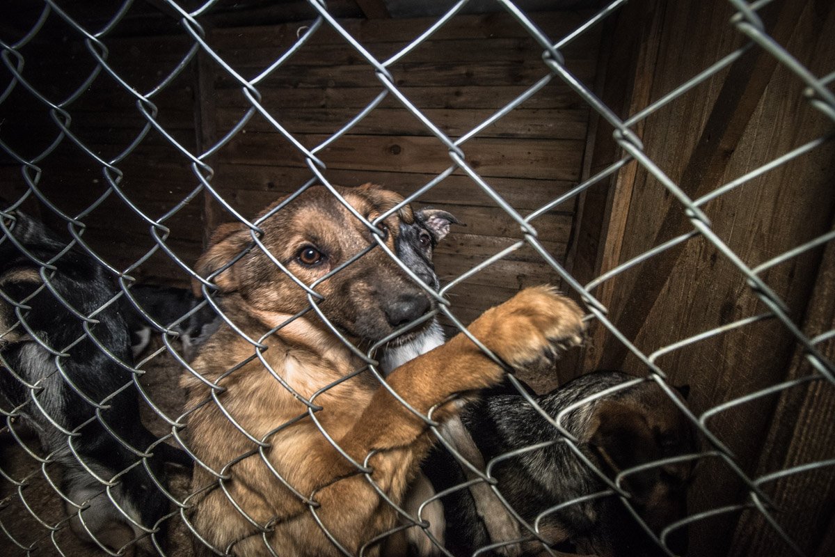 Дай лапу и протяни руку помощи