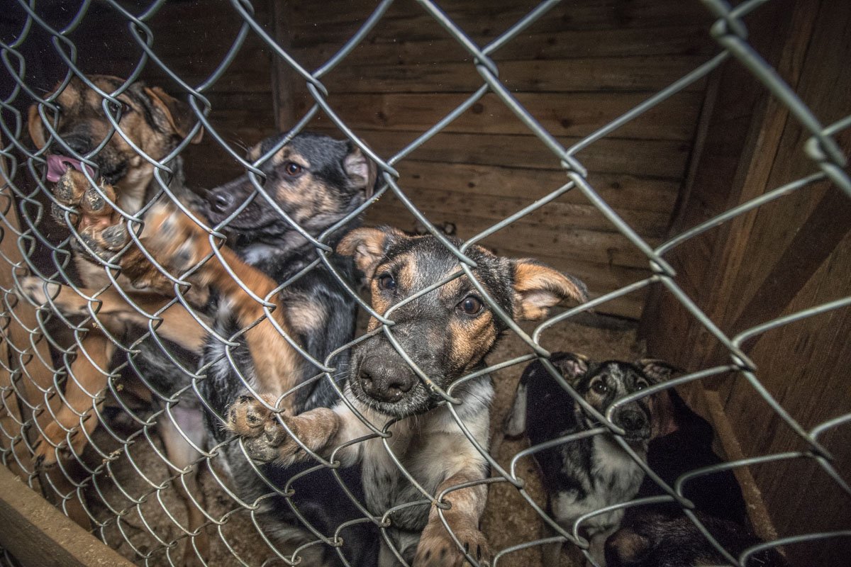 Приют не планирует останавливаться - в планах большое расширение