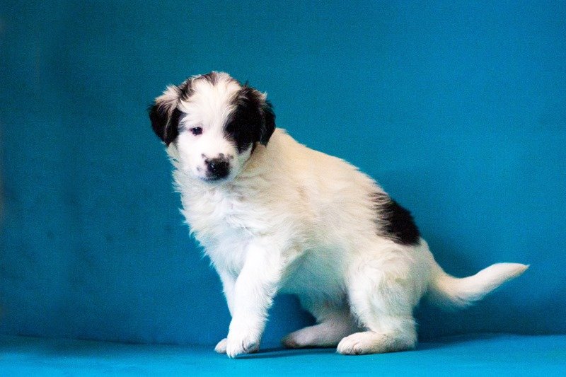 Маленький пушистый медвежонок Медик готов прыгнуть на ручки и никогда не слазить Маленький пушистый медвежонок Медик готов прыгнуть на ручки и никогда не слазить