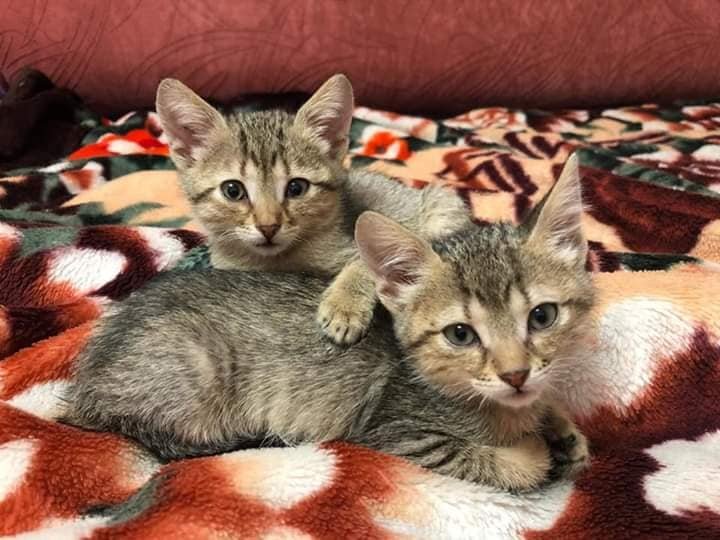 Малыши-карандаши считают, что лучший подарок от Деда Мороза - это семья Малыши-карандаши считают, что лучший подарок от Деда Мороза - это семья