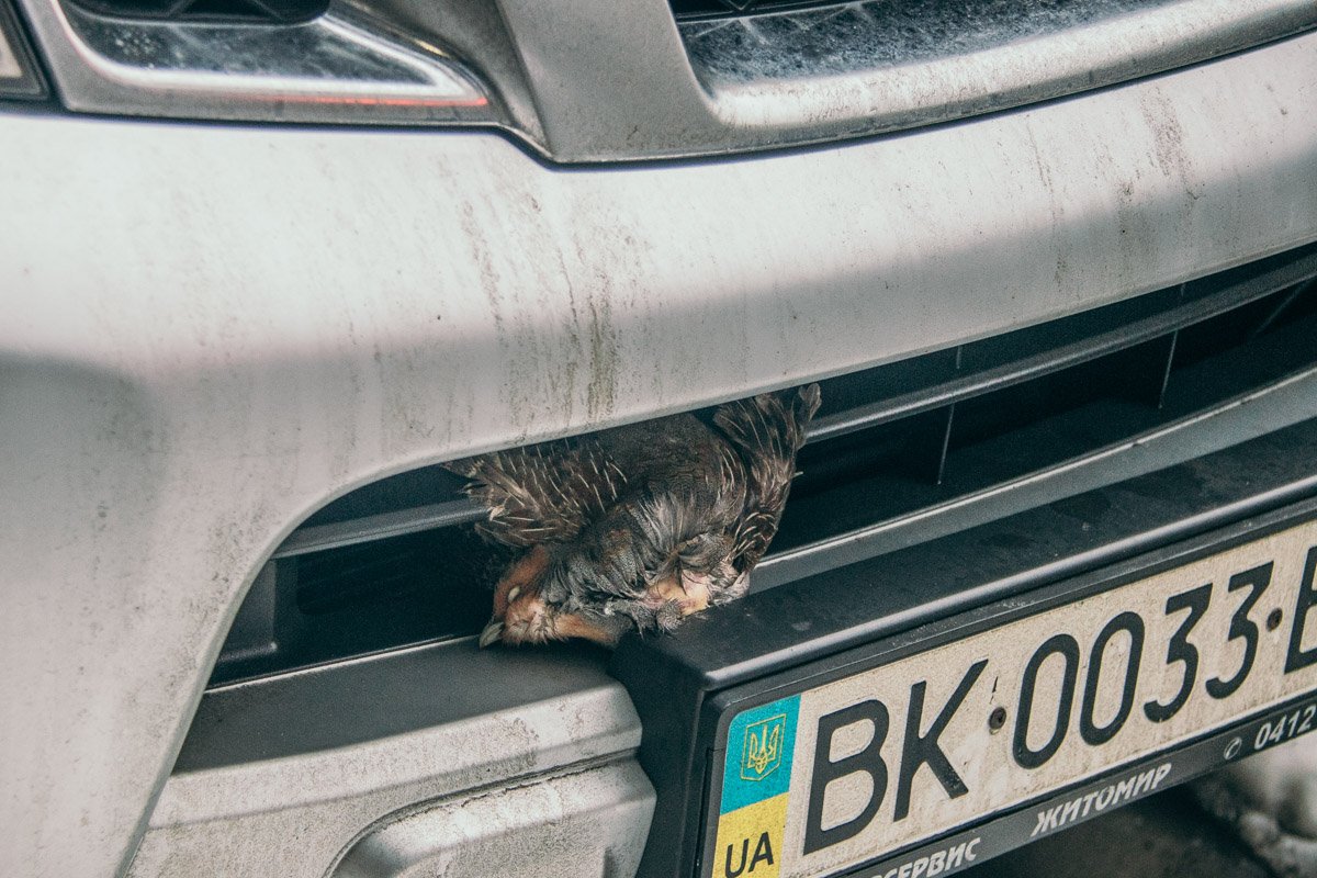 А птичку действительно жалко...