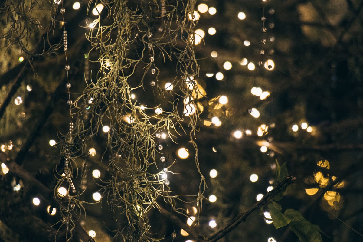На деревьях центральной части столицы начали развешивать новогодние гирлянды На деревьях центральной части столицы начали развешивать новогодние гирлянды