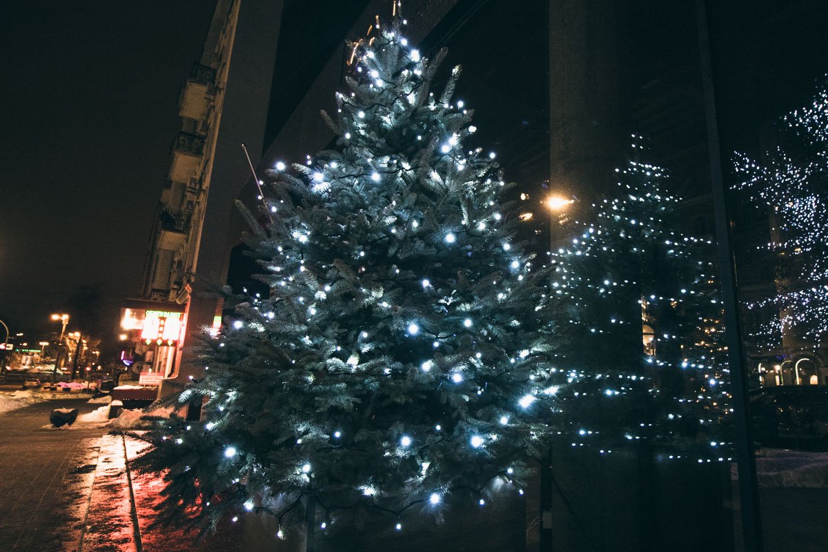 Гирлянды также развесили и на символах Нового Года - елках Гирлянды также развесили и на символах Нового Года - елках
