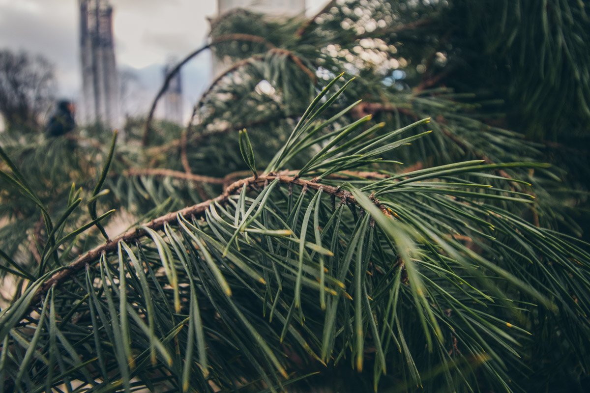 По Софийской площади расходится елочный аромат По Софийской площади расходится елочный аромат