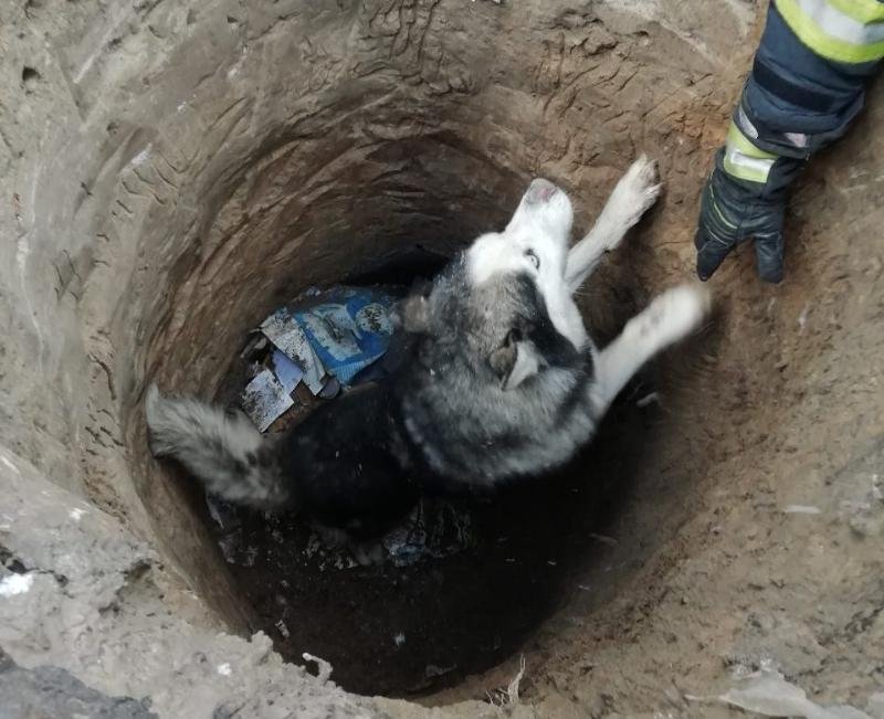 В четверг, 5 декабря, в Киевской области сотрудники ГСЧС спасли собаку от смерти