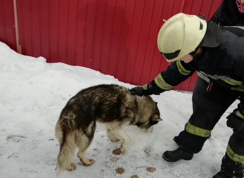  После спасения любимца вернули его хозяину