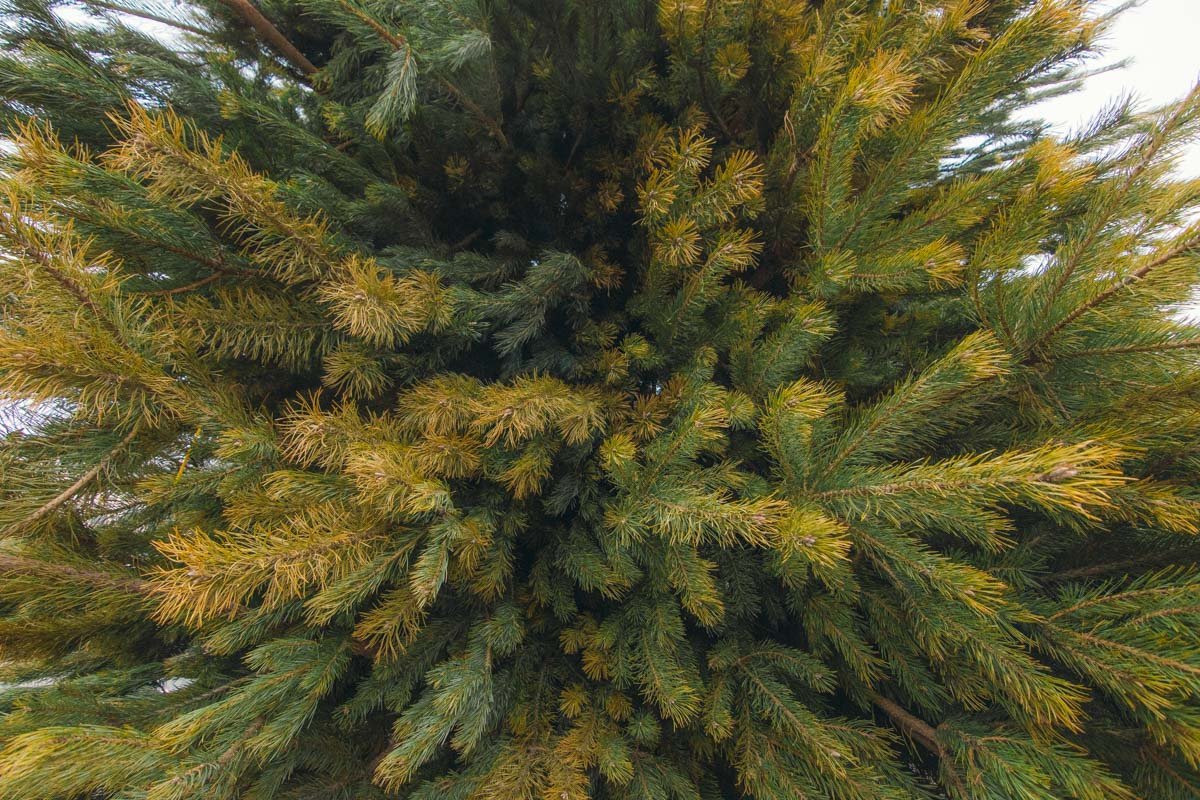 Здесь елка из натуральных веток сосны Здесь елка из натуральных веток сосны