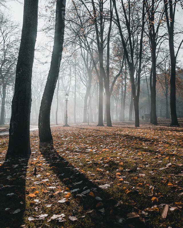 Солнце уже не сможет отогреть примерзшие листочки аж до следующего года. Фото: @zhukevych