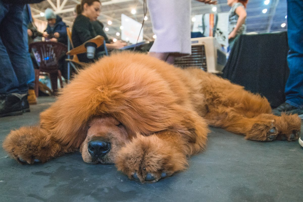 Тибетский мастиф чувствует себя королем