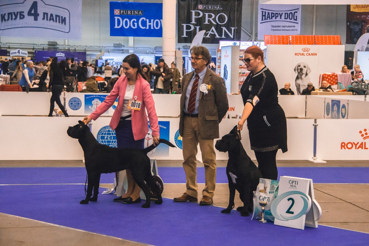 Конкурс в самом разгаре