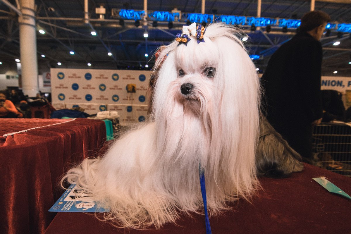 Болонка, как всегда, прекрасна