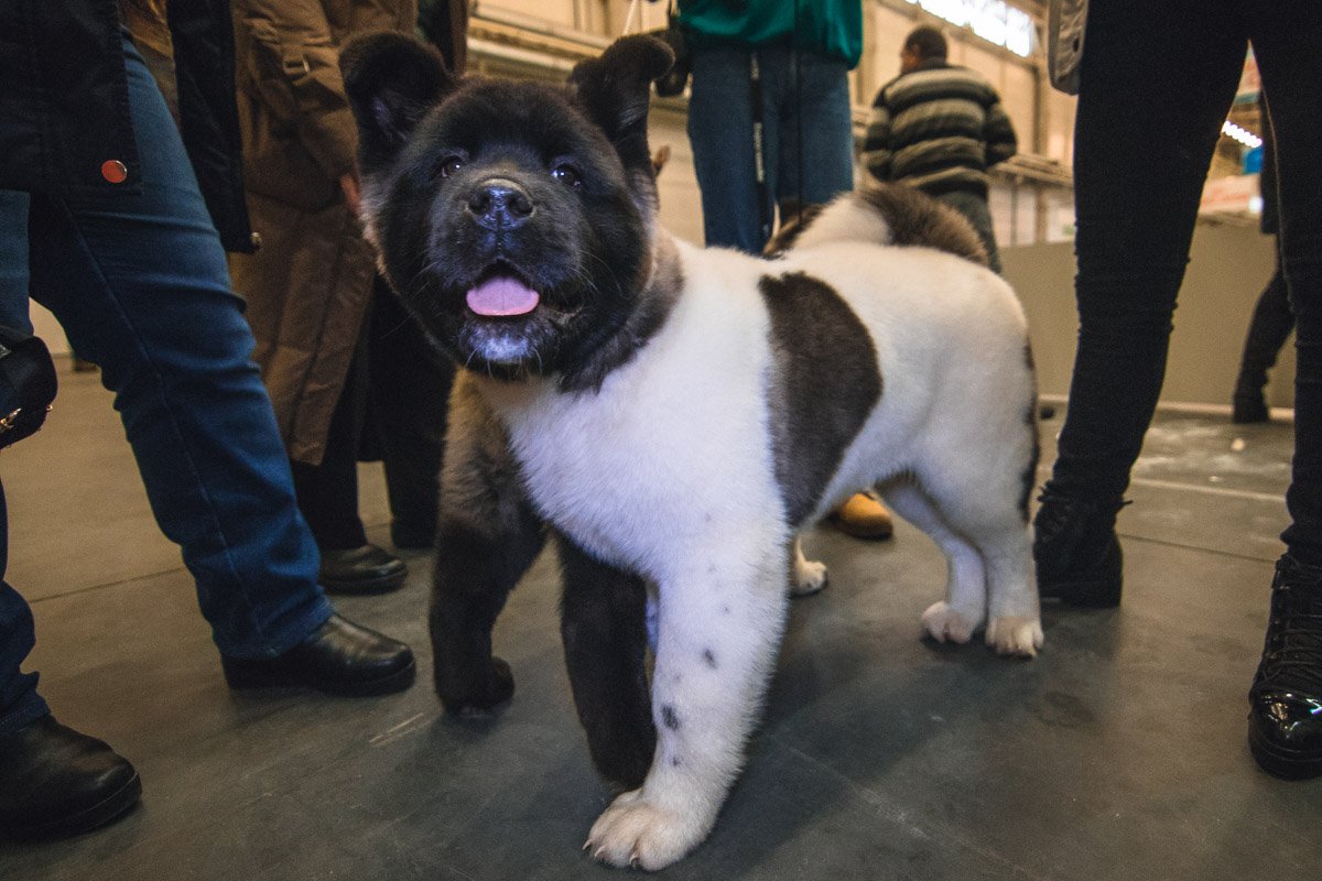 А где это мой хозяин?