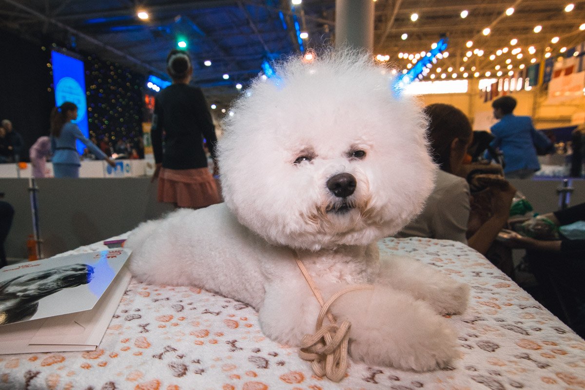 Модная собачья прическа 