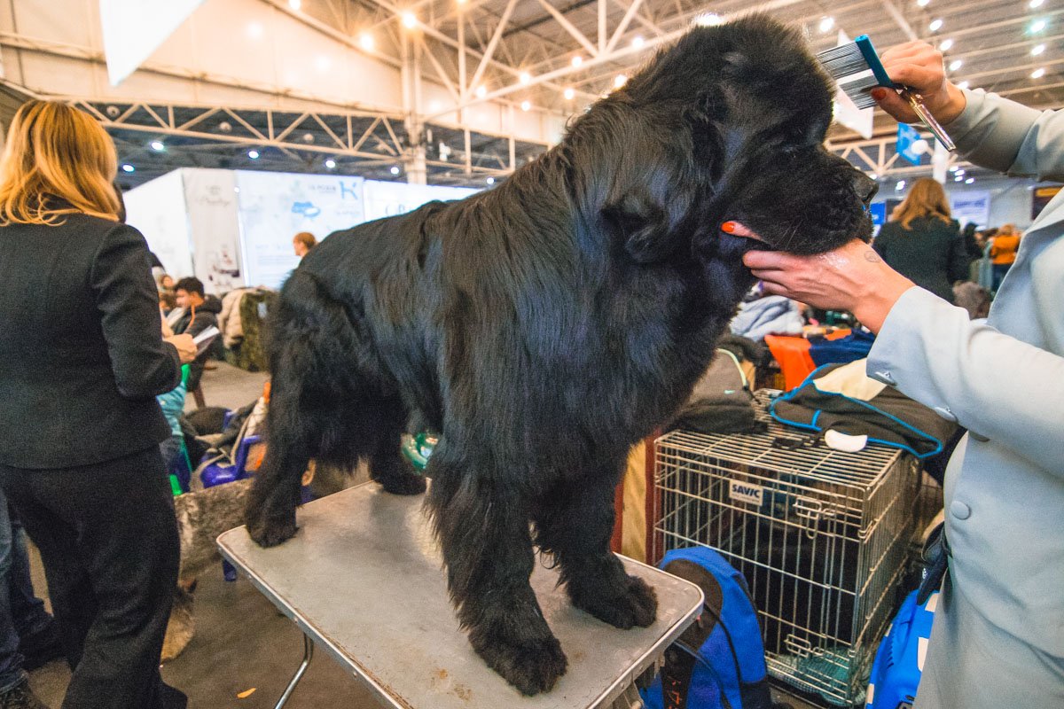 Смотрите, смотрите, я - лучше всех